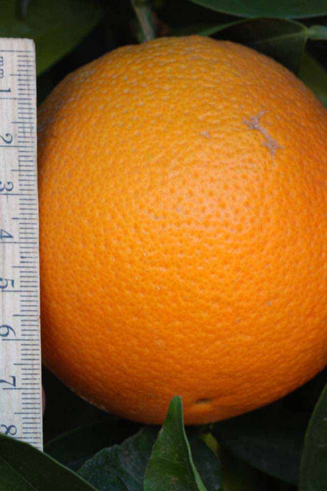              Fruit (Riverside, CA)       